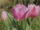 pink tulips in the rain