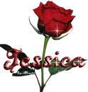 red rose jessica