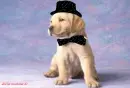 perro de gala