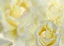 Yellow Rose