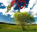 heart in the sky