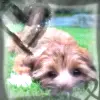 Puppy Love <3