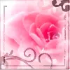 Beauty of the Rose
