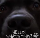 hello