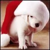 cute dog