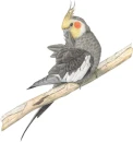 cockatiel