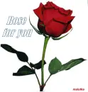 red rose
