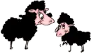 Black Sheep