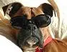 Funny Boxer Dog