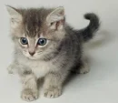 It's a cat