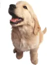 It's a puppy