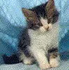 kittie