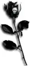 Skull And Rose