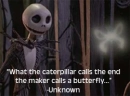 Butterfly quote