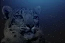 lepored in space
