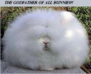  godfather of all bunnies