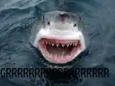 GRRR SHARK