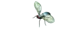 Fly