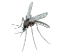 Mosquito