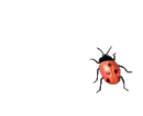 Lady Bug