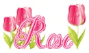 tulips rose