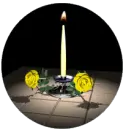 Yellow Rose