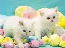 kittens in pile of candy