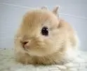 cute orange bunny