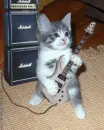 Rockstar Kitty