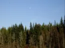 MOON ABOVE THE TREES