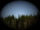 MOON ABOVE THE TREES