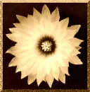 Glitter Flower