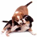 2 little puppies