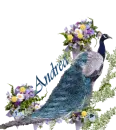 Andrea's blue peacock