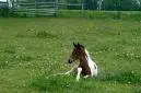 Foal