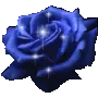 Rose of Beauty