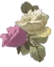 Sweet Roses
