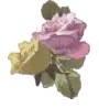 Sweet Roses