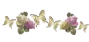 Sweet roses