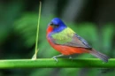 florida bird