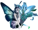 Daisy - Blue Fairyflower