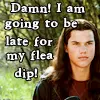 flea dip