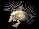 punky skull