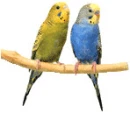 parakeets