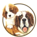 saint bernard