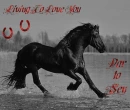 koÅ„, konie, miÅ‚oÅ›Ä‡, dar to sen, horses