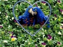parott in love