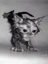 kitty(: