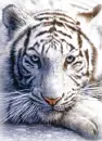 white tiger