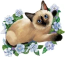 siamese cat